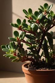 Image result for Acacia afra