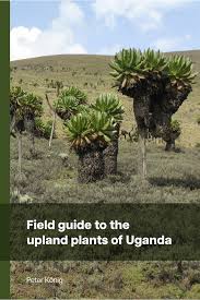 Image result for Agrocharis incognita