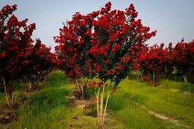 Image result for Lagerstroemia