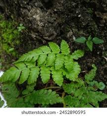 Image result for Woodsiaceae