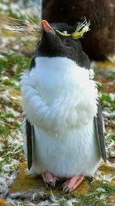 During the mating season penguins head for special nesting areas on the shore. Pin On Kindred Spirits