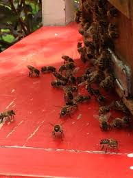 Hilfe Ein Bienenschwarm Im Garten Imkerpate