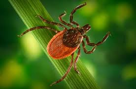 How Can Lyme Disease Last For Years Science Questions With Surprising Answers