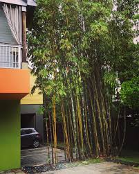 Subtropicalmodernism On Instagram Bamboo At The Truman Hotel Designed By Debra Yates Debrayates Subtropicalmodernis Hotels Design Design Landscape Design