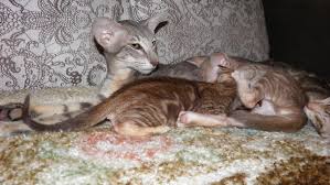 Pin On Oriental Shorthair
