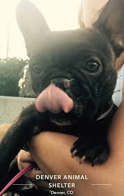 A po box 88468, colorado springs, co 80908 rescue helping to find loving homes for dogs. Owners Of French Bulldogs Seized In Animal Cruelty Case Sue Denver To Retrieve Show Dogs The Denver Post