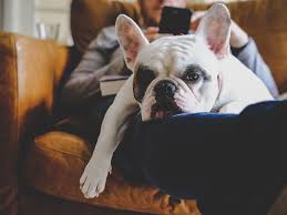 We are family owned and breeding in the city of kelowna located in beautiful british columbia. Who S Your Doggy How Not To Get A Puppy Powell River Peak
