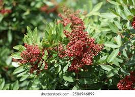 Image result for Triraphis schinzii