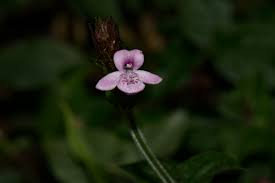 Image result for Isoglossa