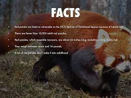 Pin By Jo On Panda The Reds Panda Facts Panda Habitat Red Panda