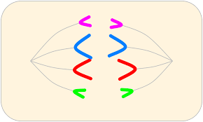 Cell division cell division is the basis of life itself; Cell Division Model Javalab
