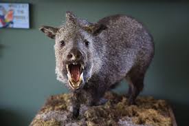 We have a herd of javelinas that have decided to come down to a common area in our neighborhood directly behind our house and use it for a latrine. Not Wild Pigs In Appreciation Of Javelinas Iconic Native Wildlife Of Texas Texas Highways
