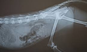 Intestinal Blockage In Dogs Signs Treatment Cost Petcoach