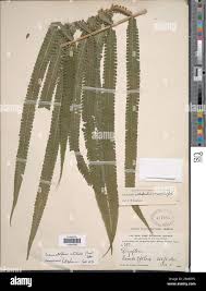 Image result for Pneumatopteris