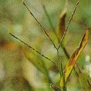 Image result for Acroceras macrum