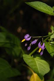 Image result for Solanum schumannianum