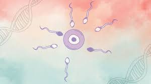 Male Infertility