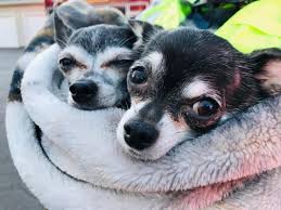 Llll volunteer at animal shelters: Urgent Need For Adoption Euthanasia A Sad Reality At Many Nc Animal Shelters Wral Com