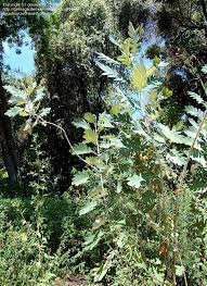 Image result for Bocconia arborea