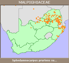 Image result for Sphedamnocarpus pruriens