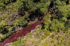 Maybe you would like to learn more about one of these? Cuanto Hay De Villavicencio A Cano Cristales