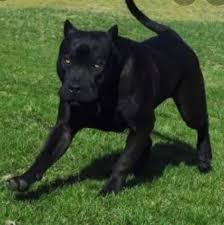 Review how much prague ratter puppies for sale sell for below. Rassehunde Pit Bull Kleinanzeigen Rassehunde Pit Bull Annoncen Rassehunde Pit Bull Inserate Rassehunde Pit Bull Anzeigenmarkt Rassehunde Pit Bull Marktplatz