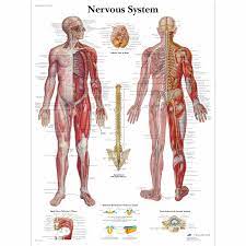 Use the kidshealth.org interactive diagram of the brain (in the brain and nervous system article) as a guide for your drawing. Human Nervous System Chart Human Nervous System Poster Laminated