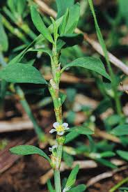 Image result for Polygonum aviculare