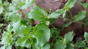 Image result for Stellaria
