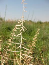 Image result for Dinebra retroflexa