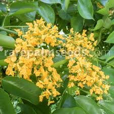 Image result for Pterocarpus megalocarpus