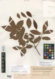 Image result for Pouteria pseudoracemosa