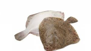 We did not find results for: Ikan Turbot Dijadikan Bahan Tantangan Di Masterchef Indonesia Siapa Sangka Harganya Fantastis Tribun Pontianak