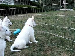 Check spelling or type a new query. White Swiss Shepherd Samoyed Mix Novocom Top