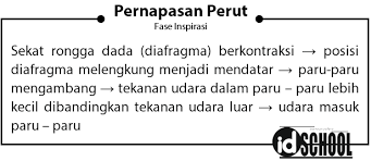 Perbedaan pernapasan dada dan pernapasan perut. Pernapasan Perut Dan Pernapasan Dada Idschool
