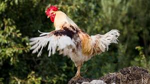 Maybe you would like to learn more about one of these? What The Cluck How A Hen Turned Into A Rooster Howstuffworks