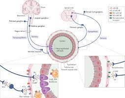 Lung Innervation In The Eye Of A Cytokine Storm Neuroimmune Interactions And Covid 19 Nature Reviews Neurology