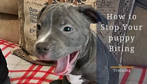 When do puppies stop biting. How To Stop A Puppy Biting Guide 7 Tips To Stop Your Staffy Pup Biting