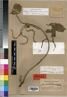 Image result for Chasmanthera dependens