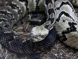Item can be shipped within u. Six Snakes In Arkansas Are Venomous How To Protect Yourself And Them