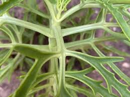 Image result for Kalanchoe laciniata