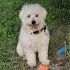 LOST DOG **** This is Brownie!! He got out some how & we haven't been able  to find him anywhere!! He's an old puppy!! Sweet little thing!! We just  wanna get