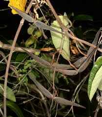 Image result for Tacazzea