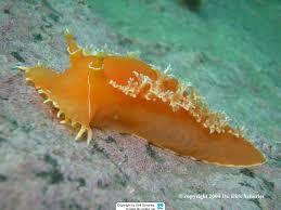 Image result for Tritonia moggii