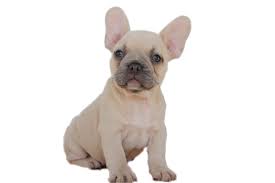 We did not find results for: Shady Grove French Bulldogs French Bulldog Breeder