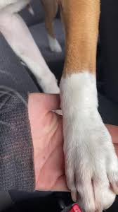 ✨🐾🤣BiG HeAD✨🐾🤣