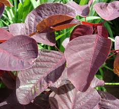 Image result for Euphorbia chevalieri