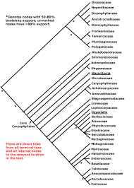 Image result for Lophiocarpaceae