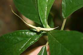 Image result for Dorstenia psilurus