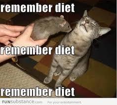 Temptations Funsubstance Funny Cat Memes Workout Memes Funny Funny Cat Pictures